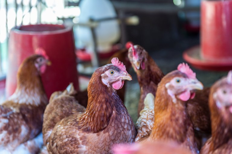 Hen, Chicken eggs in farm.