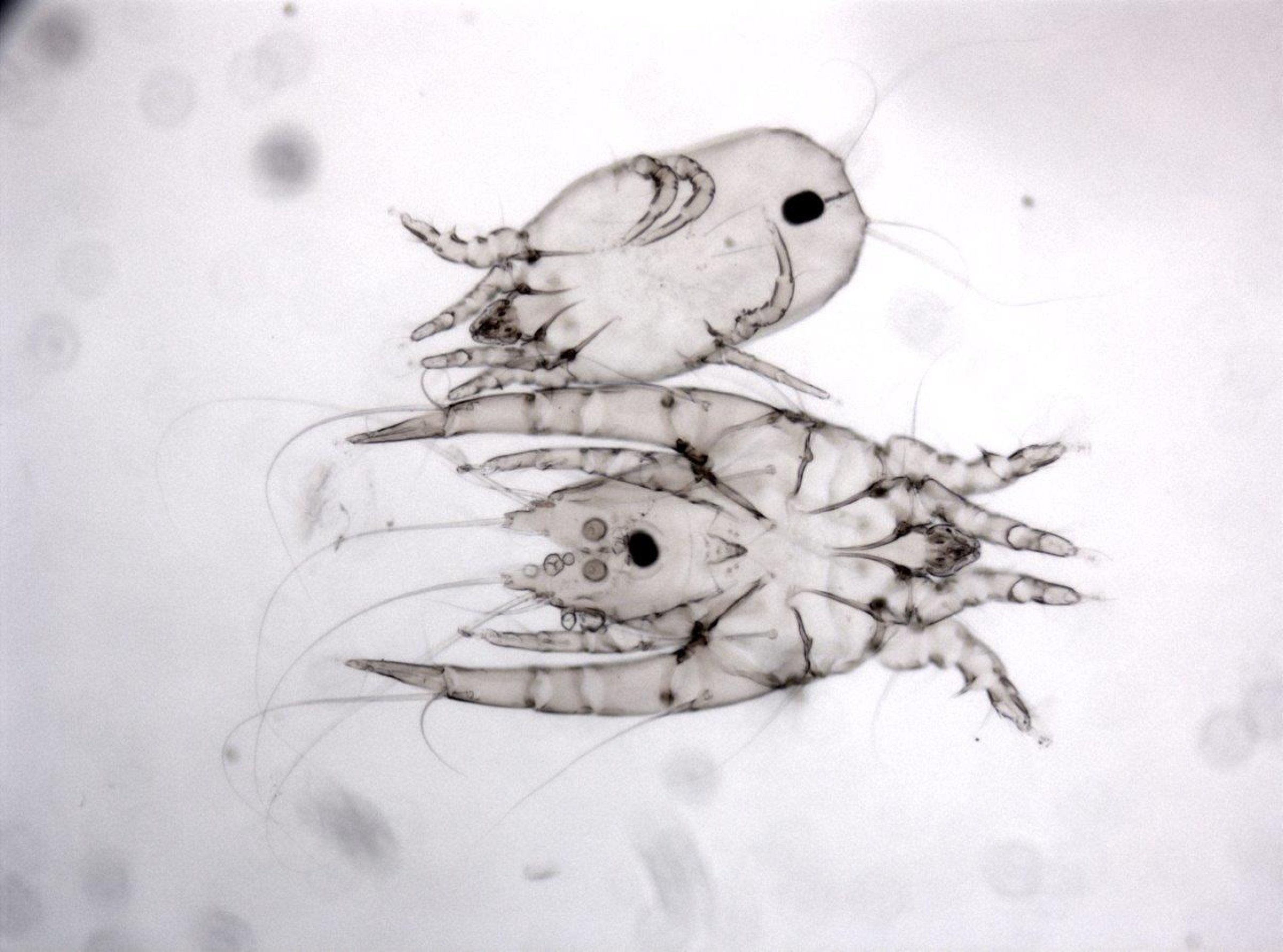 Lysmikroskopibilde av fjærmidden Megninia spp. Bildet viser en hunn (øverst) og en hann (nederst) i 100 x forstørrelse. Foto: Inger Sofie Hamnes