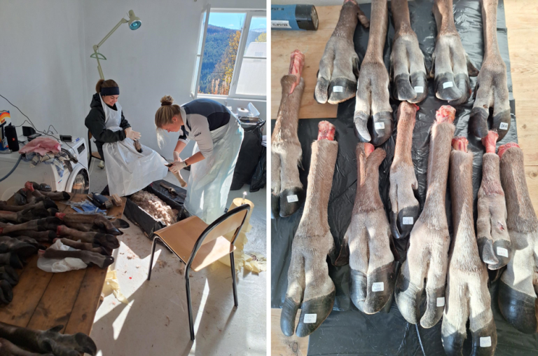 Veterinærstudententene Sara Celine Torsdal og Martine Standal Kalland undersøker for fotråte i kløver fra dyr. Foto: Malin R. Reiten, Veterinærinstituttet