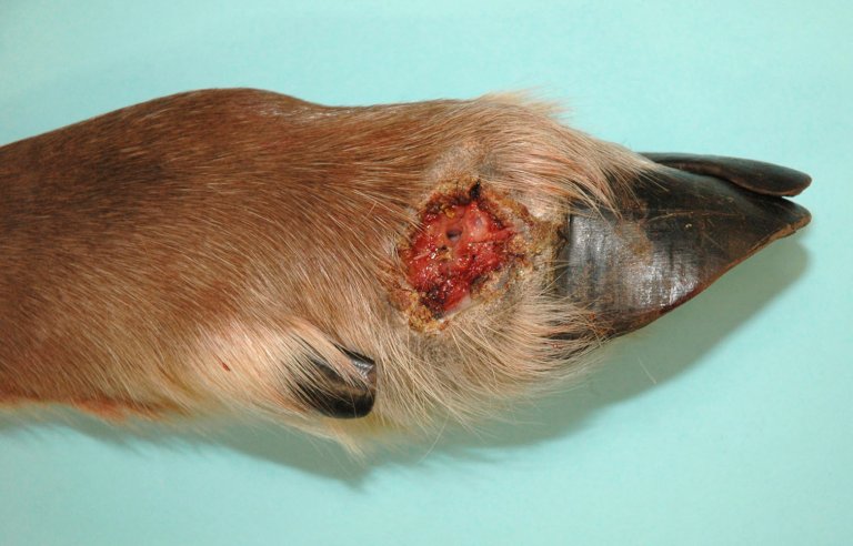 Fotråte i bløtvevet ovenfor klauvranda hos villrein. Foto: Veterinærinstituttet