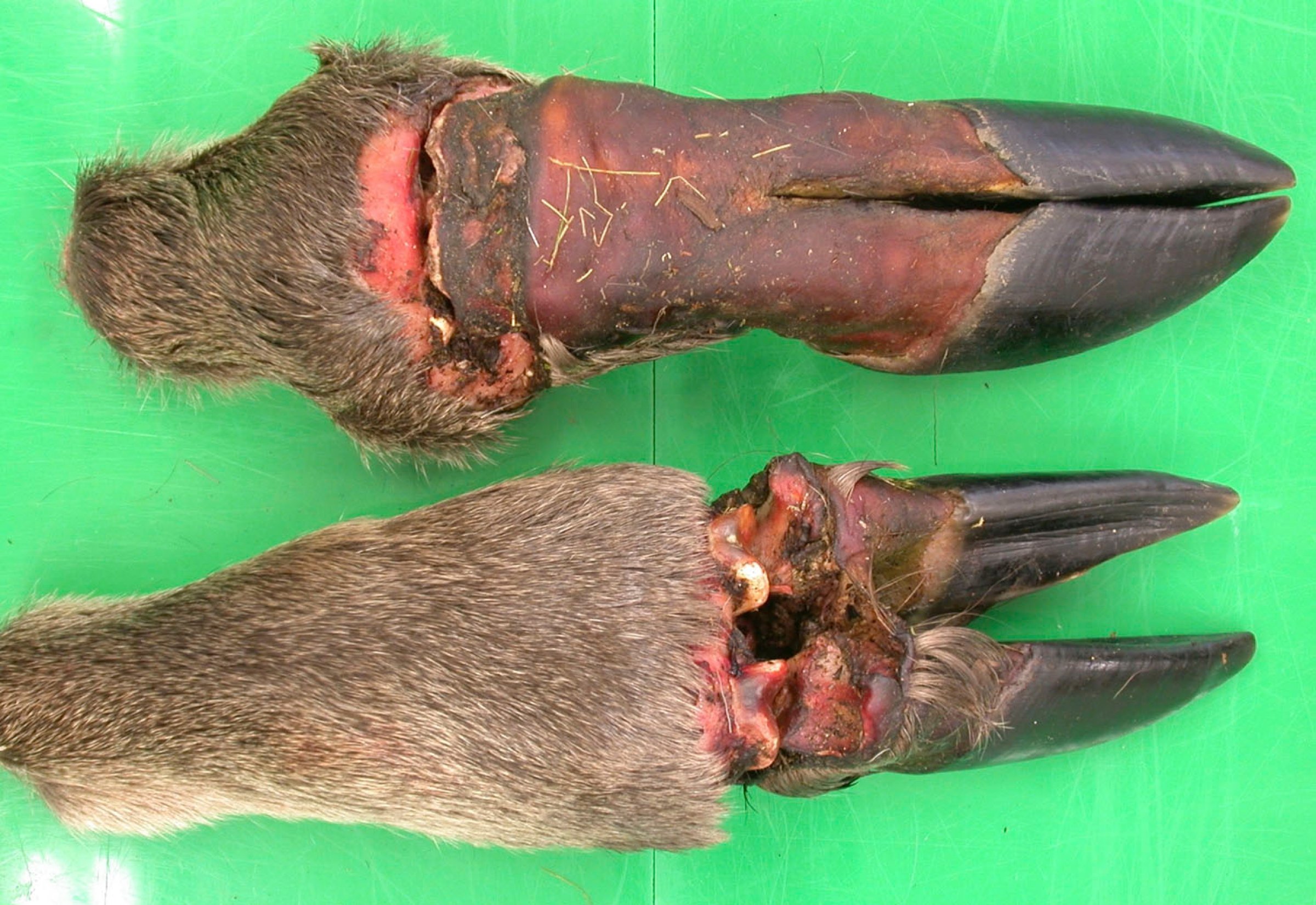 Bilde 1. Koldbrann i framben (øverst) og bakben (nederst) hos en elgkalv. Foto: Veterinærinstituttet