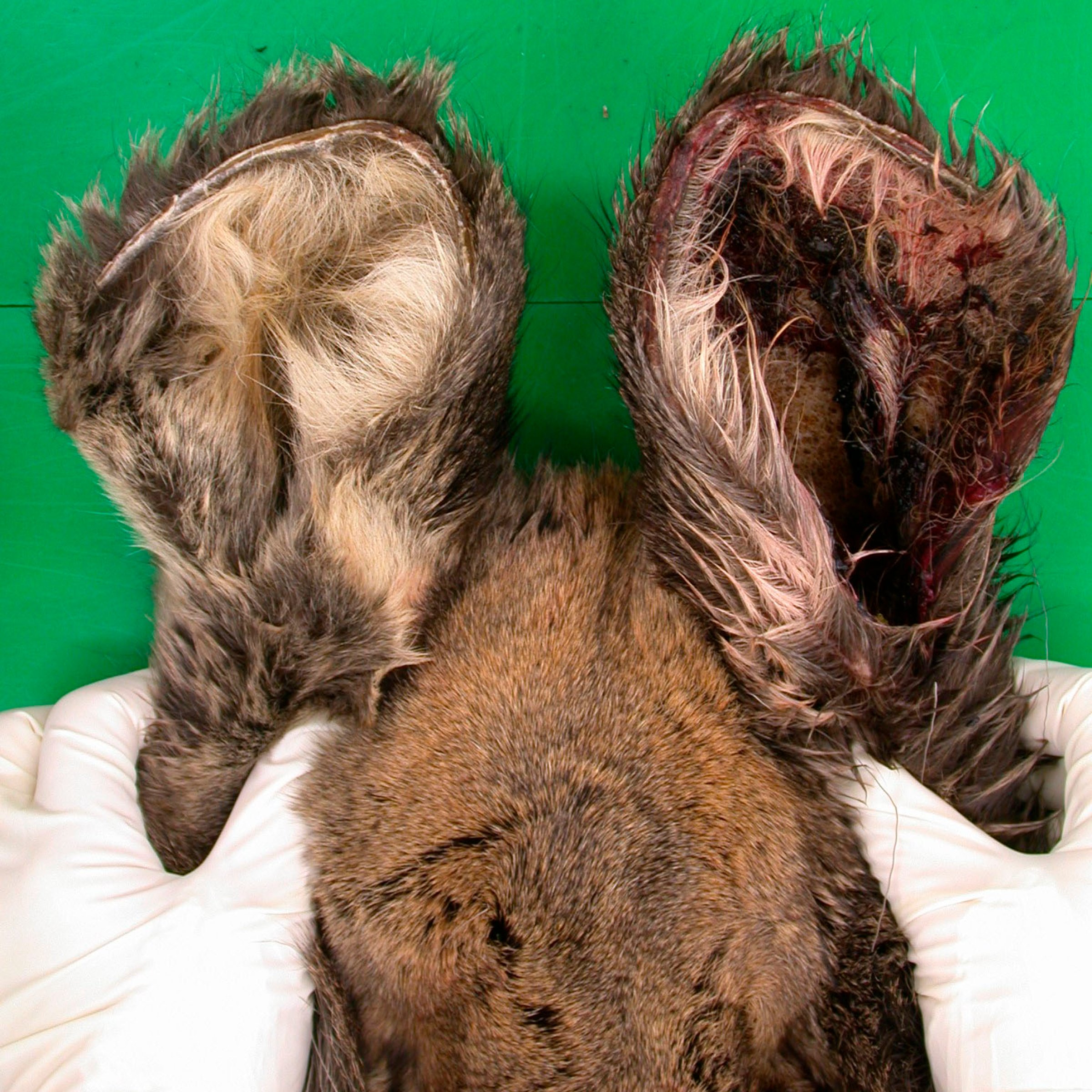 Bilde 3. Koldbrann på ytre del av ørene hos elgkalv (samme individ som bilde 1). Foto: Veterinærinstituttet