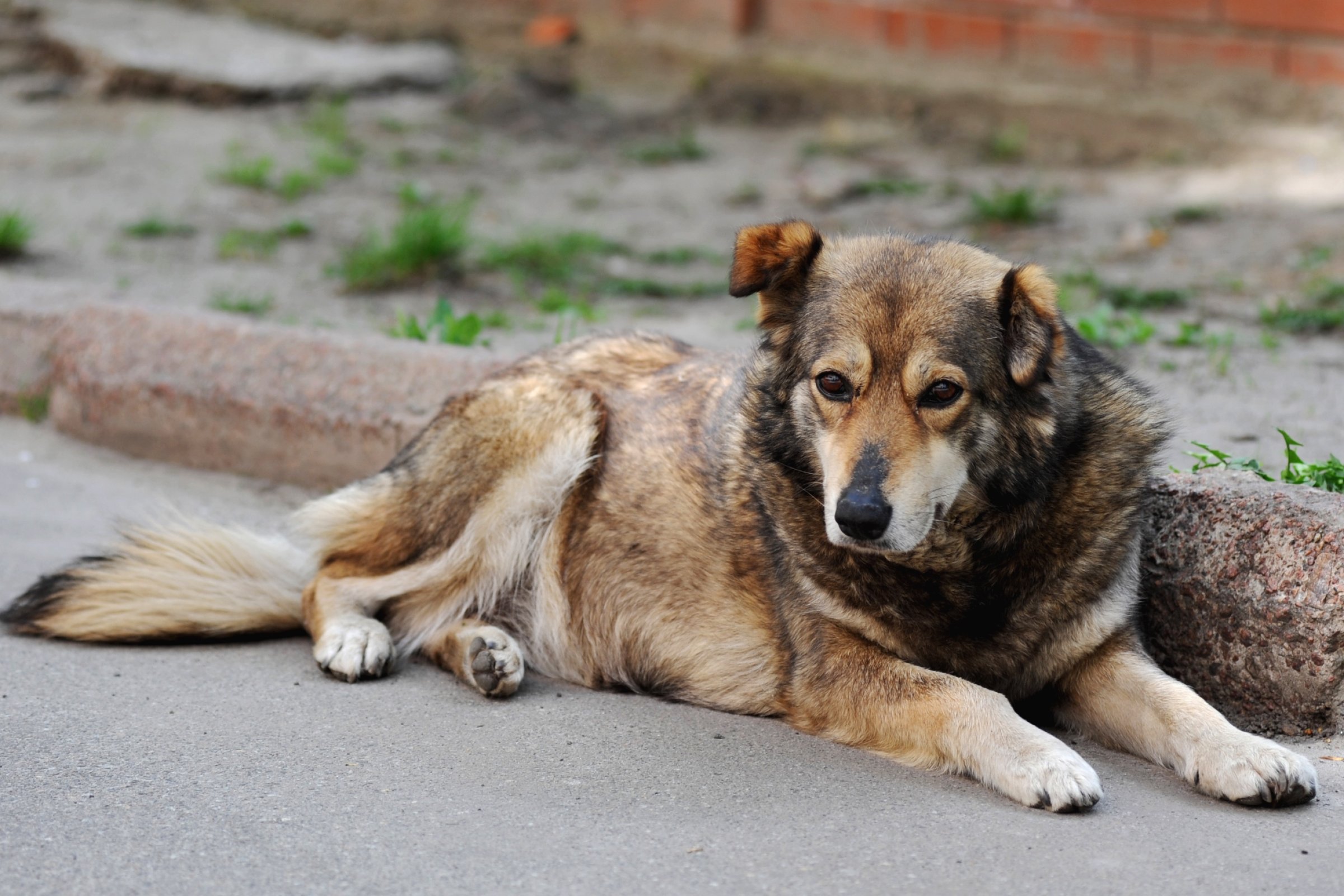 Leptospirose kan forekomme spesielt hos importerte hunder. Foto:Colourbox