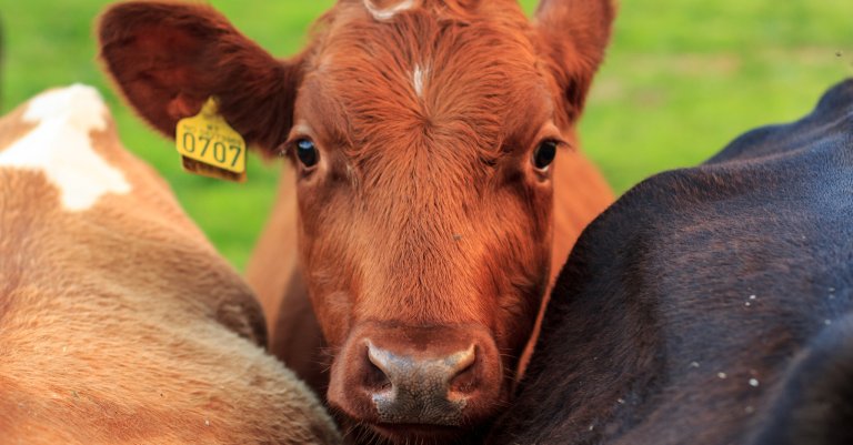 Lumpy skin disease er aldri blitt påvist i Skandinavia. Foto: Shutterstock
