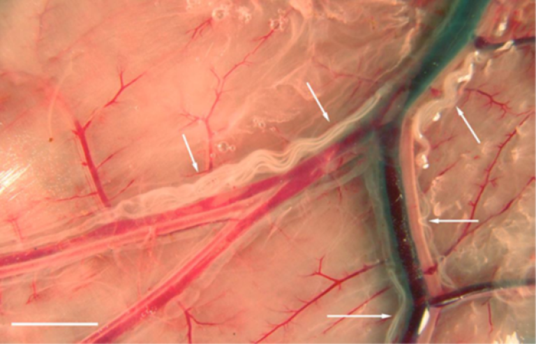 Vaksne lymfemark (Rumenfilaria andersoni) inne i lymfekara på vomma hos ein rein (kvite piler markerer synlege parasittar som lange kvite trådar). Bilete: Sauli Laaksonen.