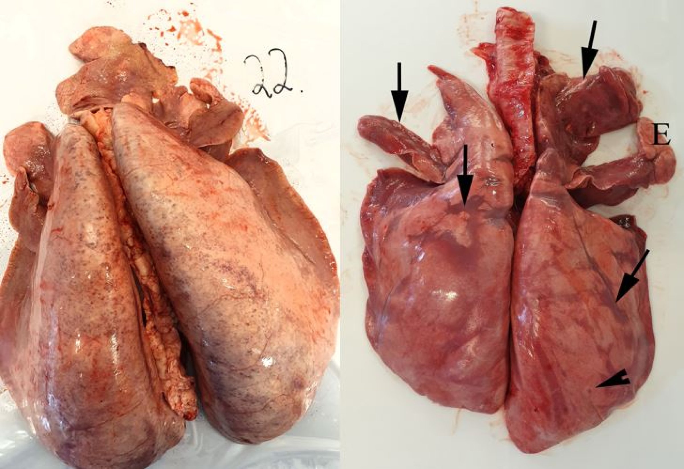 Bildet til venstre vise lunger med mædiforandringar ved kjøttkontrollen. Foto: Mette Valheim /

Bildet til høgre vise lungene til søya i videoen som hadde mædi. Det var mørke fortettande områder i kraniale del av lungene og bakover i hovedlappene (piler). I ein av dei kraniale lungelappene var det emfysem (E). I tillegg fantes små knutar forårsake av lungeorm kaudalt i den eine hovedlappen (pilhode). Foto: Helene Wisløff