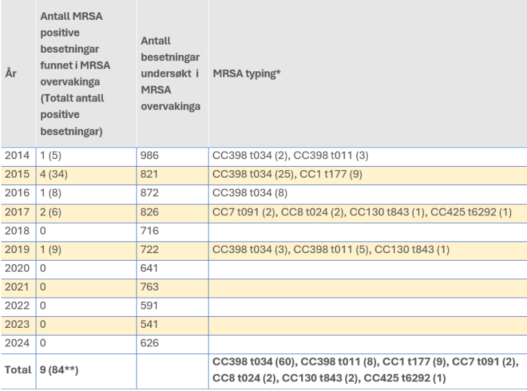 Tabell viser funn av MRSA hos gris i perioden 2014 – 2024. Tabellen viser antall MRSA-positive besetningar per år, antall besetningar påvist i MRSA overvakingsprogrammet, totalt antall besetningar undersøkt i overvakingsprogrammet, samt resultat frå MRSA-typing.