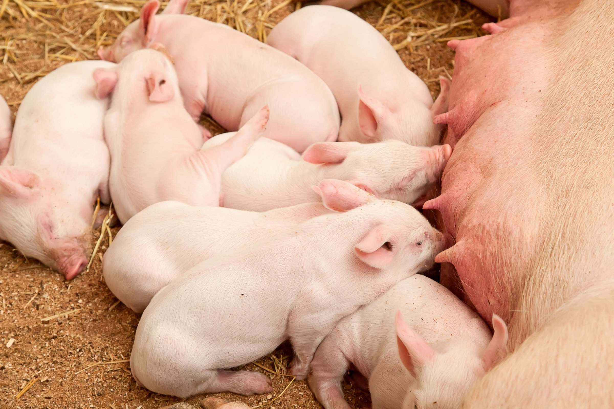 AD er en virusinfeksjon som hos nyfødte griser. Foto: Colourbox