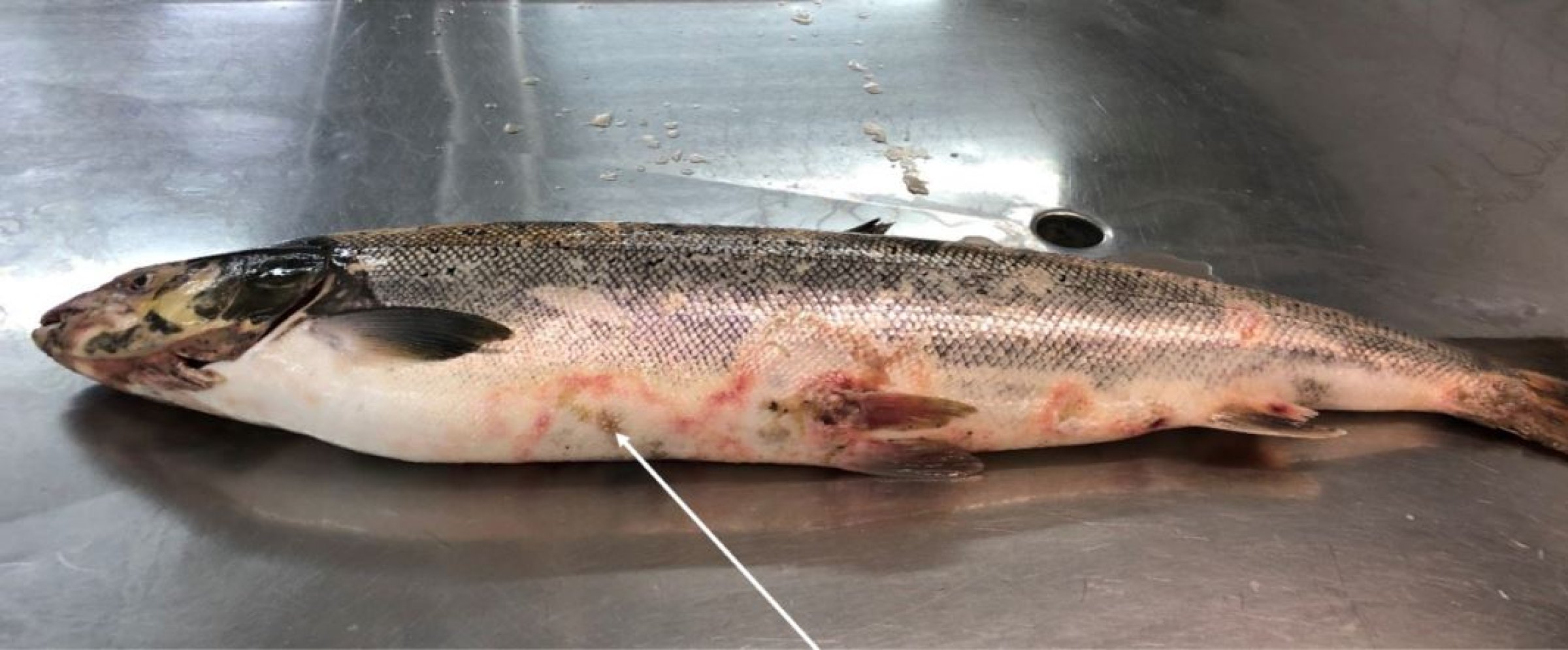 Foto 4: Denne fisken ble fanget i Sandvikselva hadde hudforandringer som laksen fra Enningdalselva, men etter ca. 14 dager i elva hadde sopp-infeksjon kommet i tillegg Foto: Brit Tørud