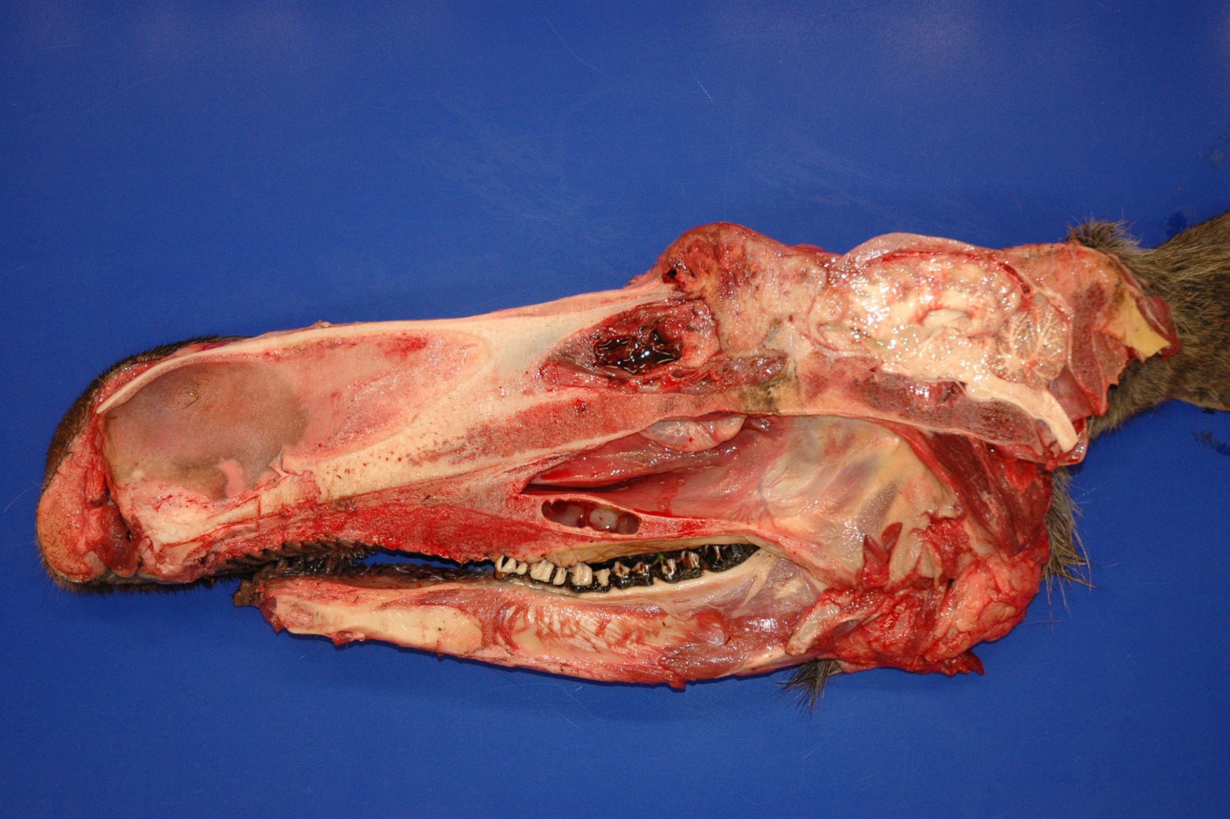 Elgku med silbenssvulst (samme individ som i bilde 1). Tverrsnittet av hodet viser at svulsten har vokst inn i fremre del av hjernen og gjennom taket i nesehulen.  Foto: Veterinærinstituttet