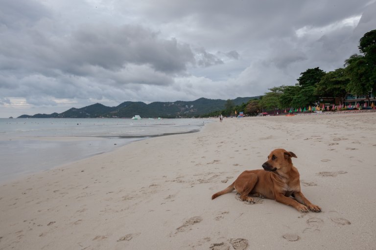 Hund ligger på stranden