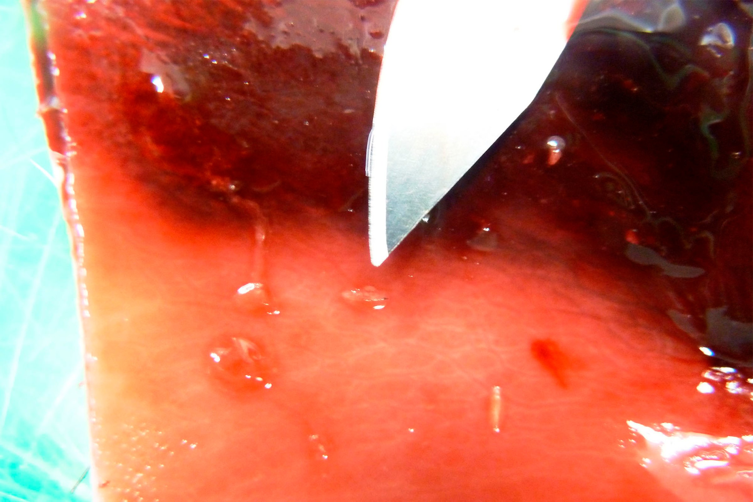 Bilde 3. Nærbilde av 1 mm lang førstestadiums larve (L1) på neseskilleveggen til elg (under skalpellspissen). Foto: Veterinærinstituttet