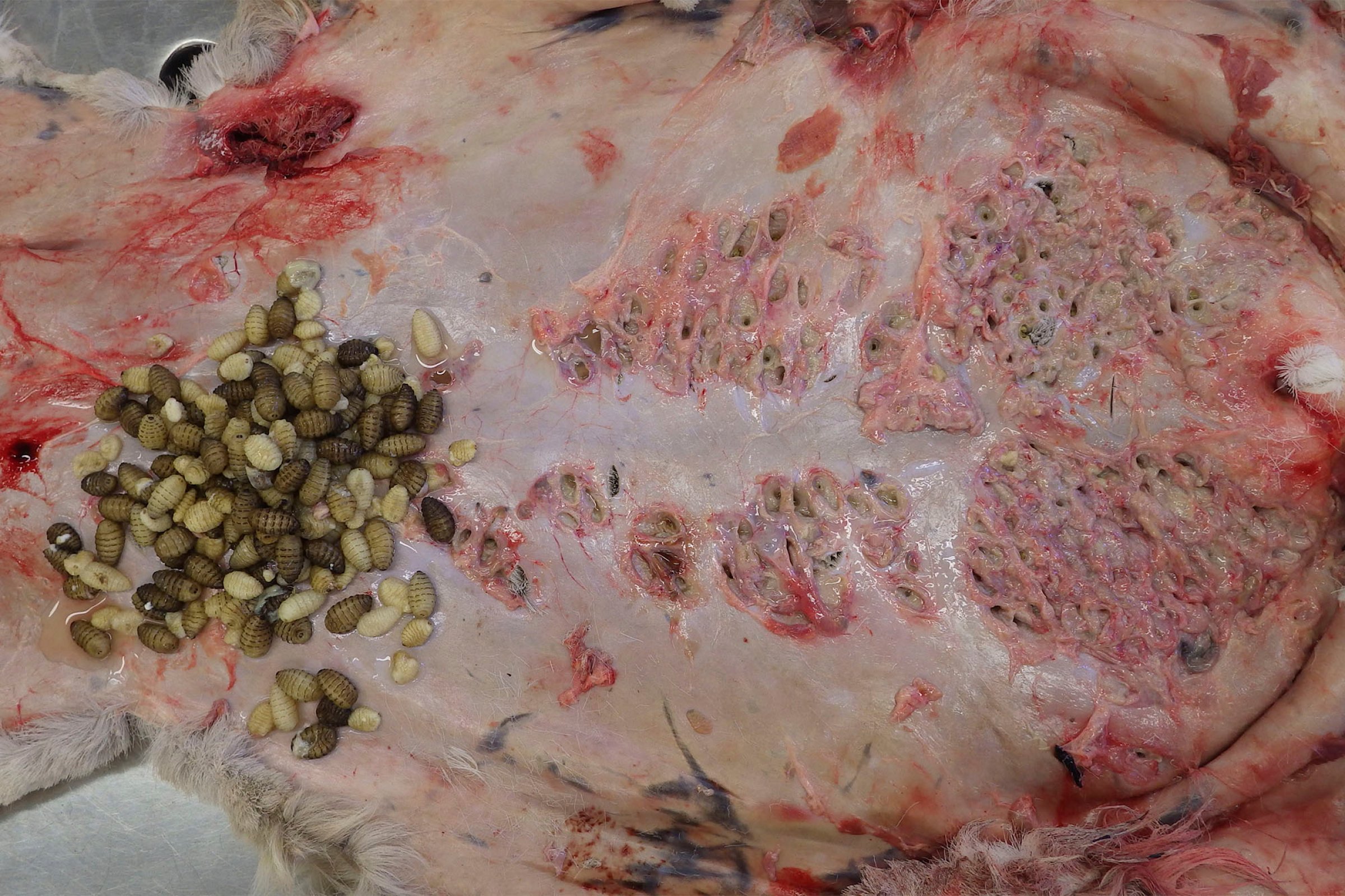 Bilde 5. Hudbremslarver plukket løs fra undersiden av skinnet til en villrein. Foto: Veterinærinstituttet