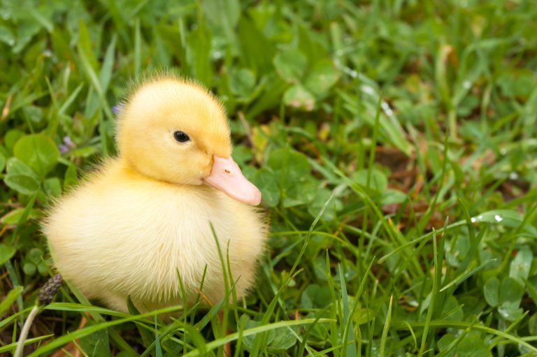 Small yellow duckling outdoor on green grass